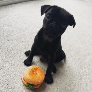 Amely Pug Puppy en Venta en España