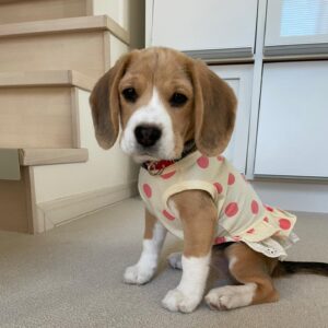 Belle Beagle Puppies