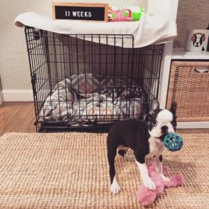 Catty Boston Terrier Puppy en Venta en espana