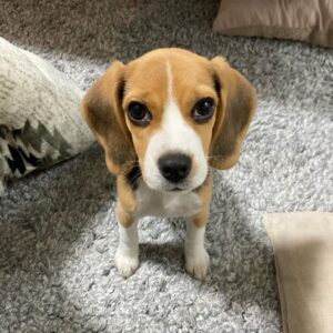 Chanco Beagle Puppies