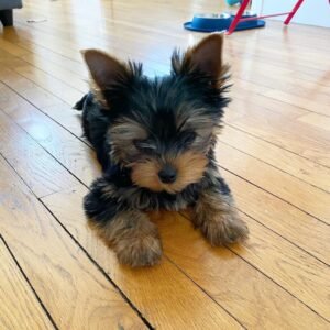 Corine Yorkshire Terrier Cachorra