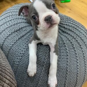 Frank Boston Terrier Puppy en Venta en espana