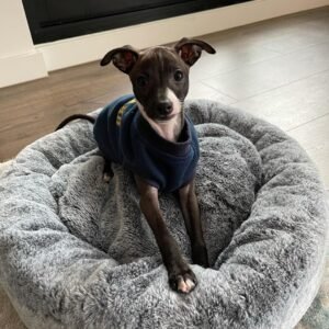 Guina Italian Greyhound Puppy en Venta en espana