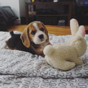 Hippo Beagle Puppies