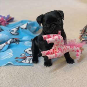 Jack Pug Puppy en Venta en España