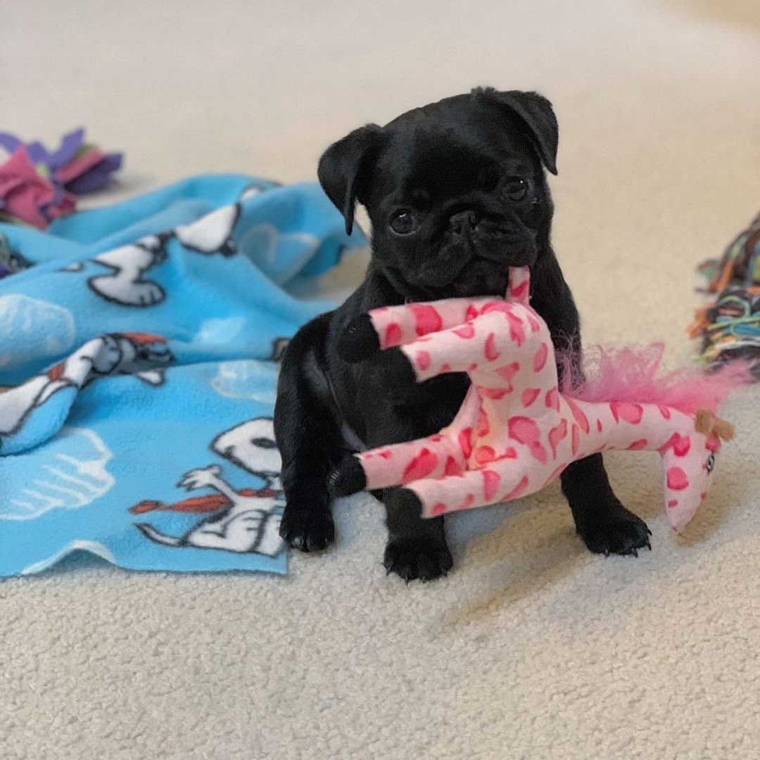 Jack Pug Puppy en Venta en España