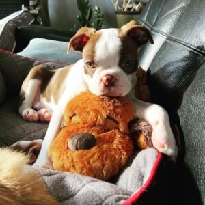 Jeuha Boston Terrier Puppy en Venta en espana