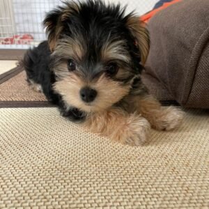 Kate Yorkshire Terrier Cachorra
