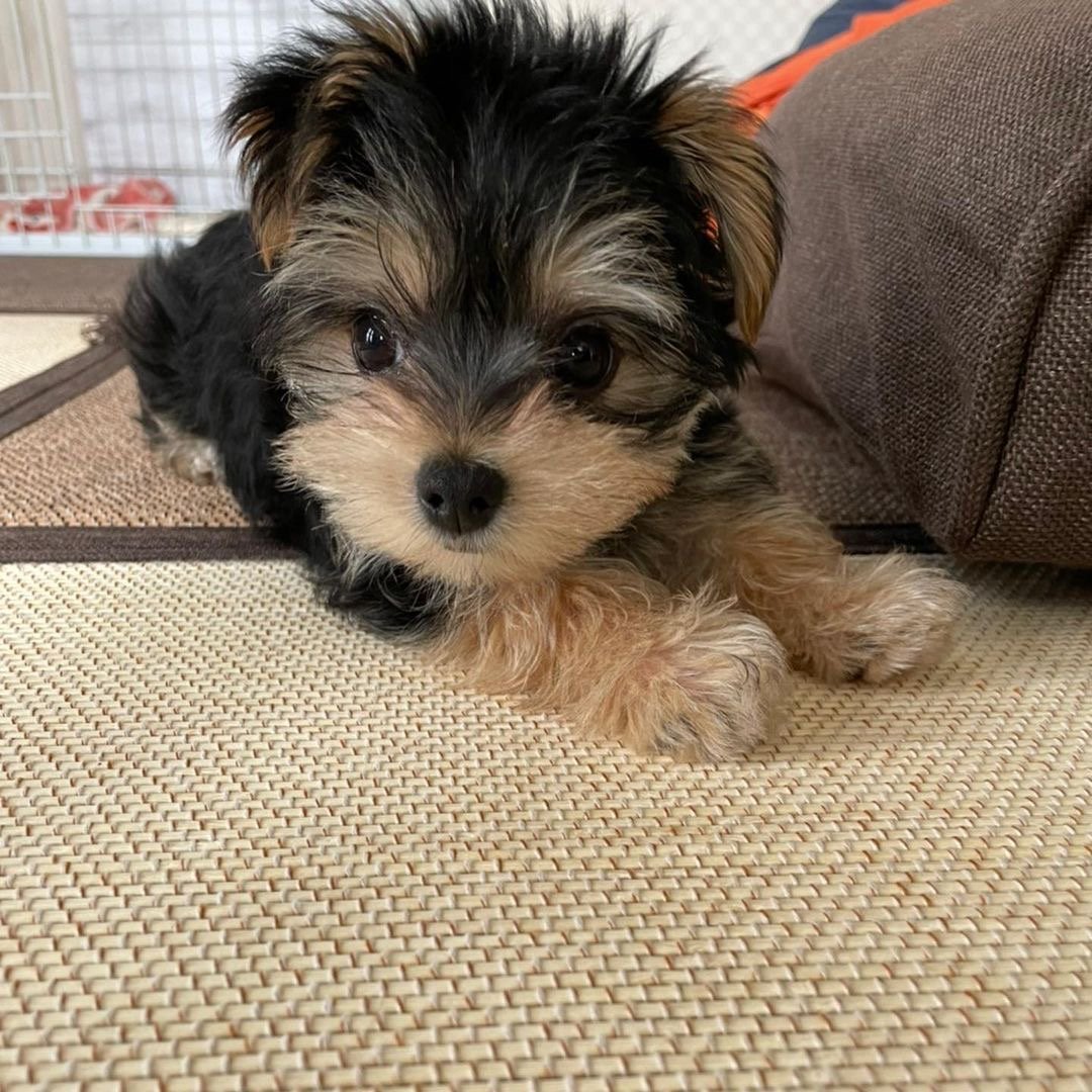 Kate Yorkshire Terrier Cachorra