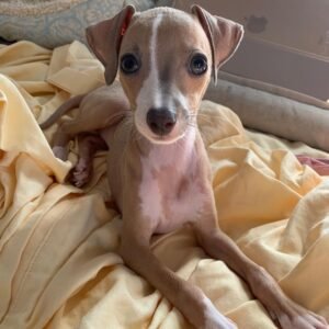 Kelli Italian Greyhound Puppy en Venta en espana