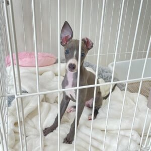 Lana Italian Greyhound Puppy en Venta en espana