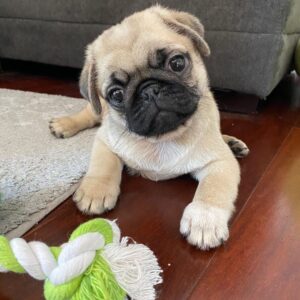 Mice Pug Puppy en Venta en España