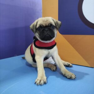 Nice Pug Puppy en Venta en espana