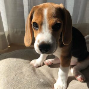 Rocky Beagle Puppies