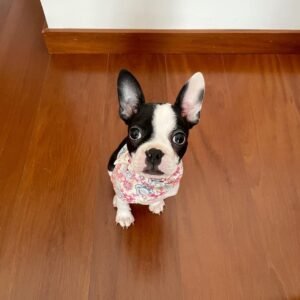 Teddy Boston Terrier Puppy en Venta en espana