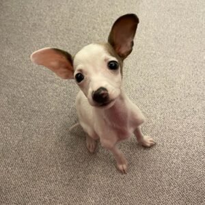 Tomey Italian Greyhound Puppy en Venta en espana