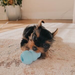 Vera Yorkshire Terrier Cachorra