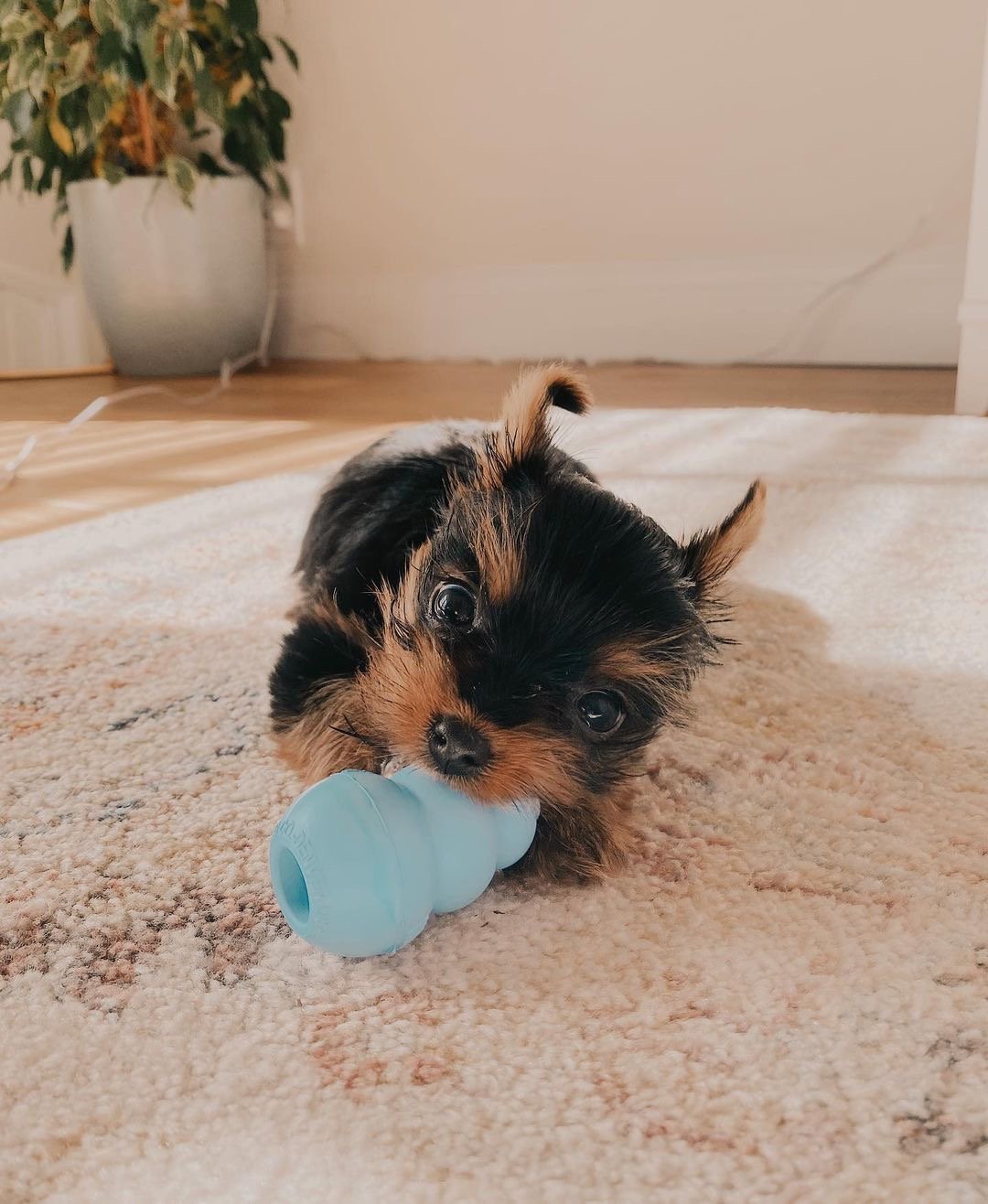 Vera Yorkshire Terrier Cachorra