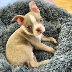 Vine Boston Terrier Puppy en Venta en espana