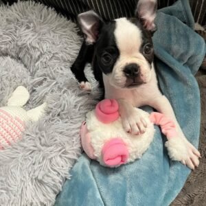 Bella