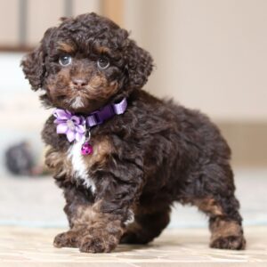 Dolly