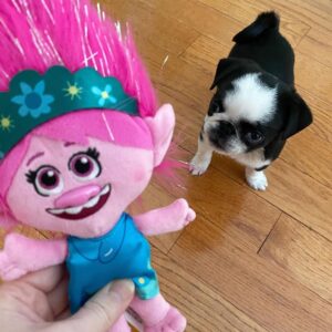 Felly Pug Puppy en Venta en España
