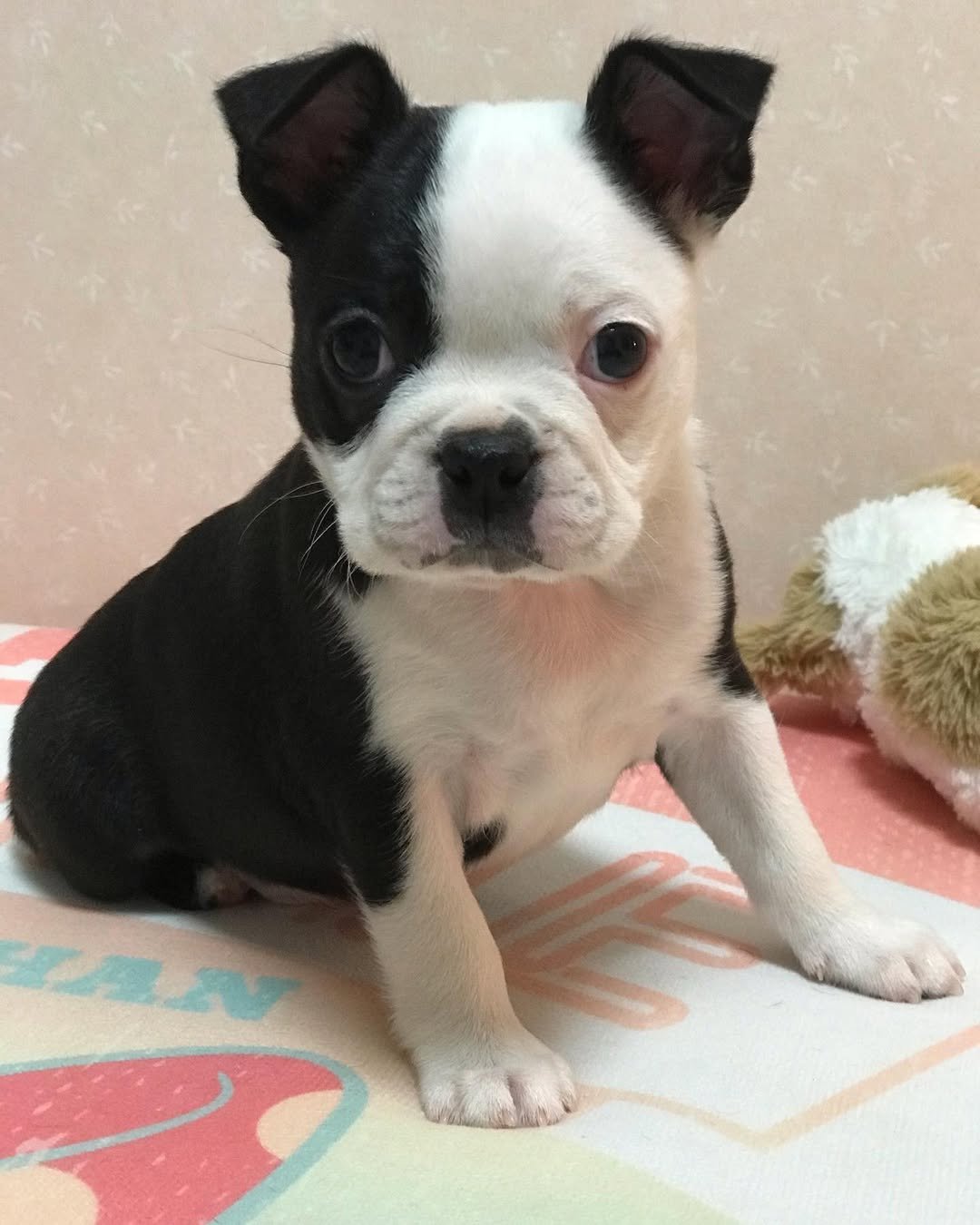 Ollie Cachorro Chihuahua en Venta