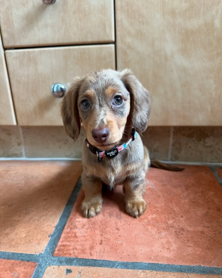 Cachorros Dachshund en venta