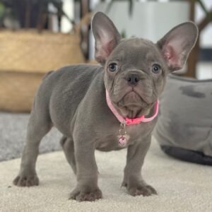 Princess