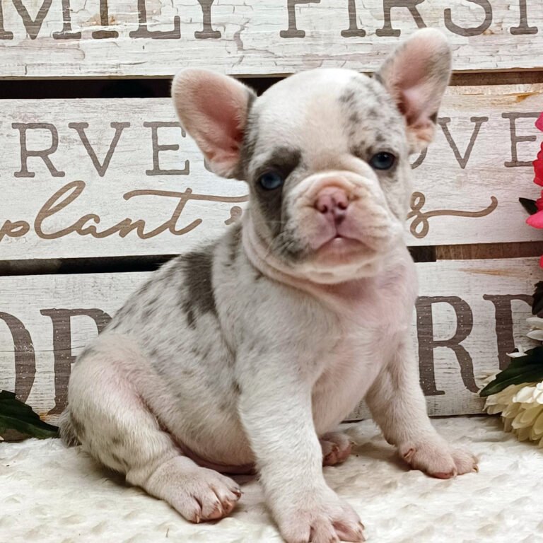 Cachorros French Bulldog en venta