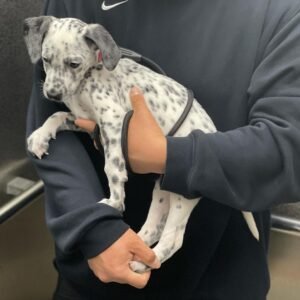 Bam Dalmatian puppy Male - photo 1