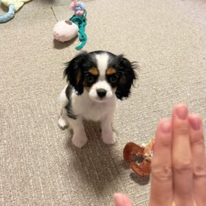 Belle Cavalier King Charles Spaniel puppy Female - photo 1