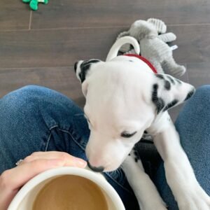Gracie Dalmatian puppy Male - photo 1
