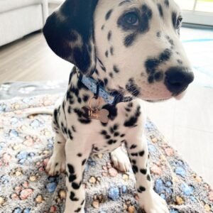 Hugo Dalmatian puppy Male - photo 1