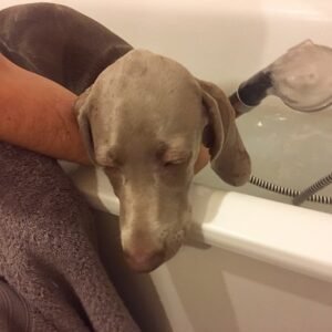 Isabella Weimaraner puppy Female - photo 1