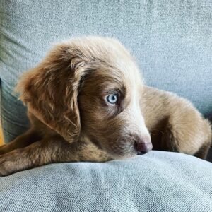Joe Weimaraner puppy Male - photo 1
