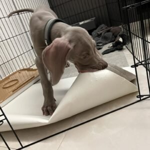 Leon Weimaraner puppy Female - photo 1