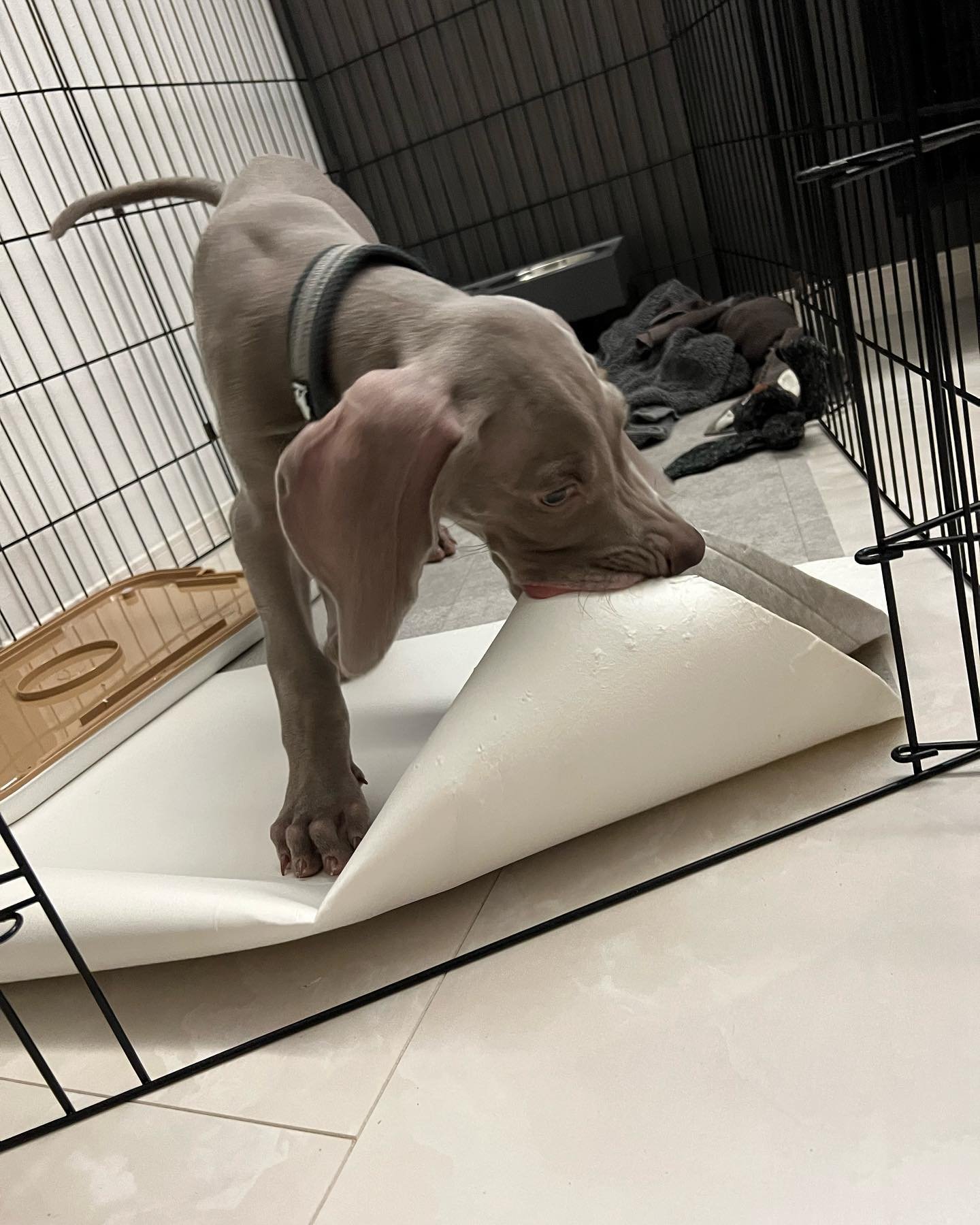 Leon Weimaraner puppy Female - photo 1