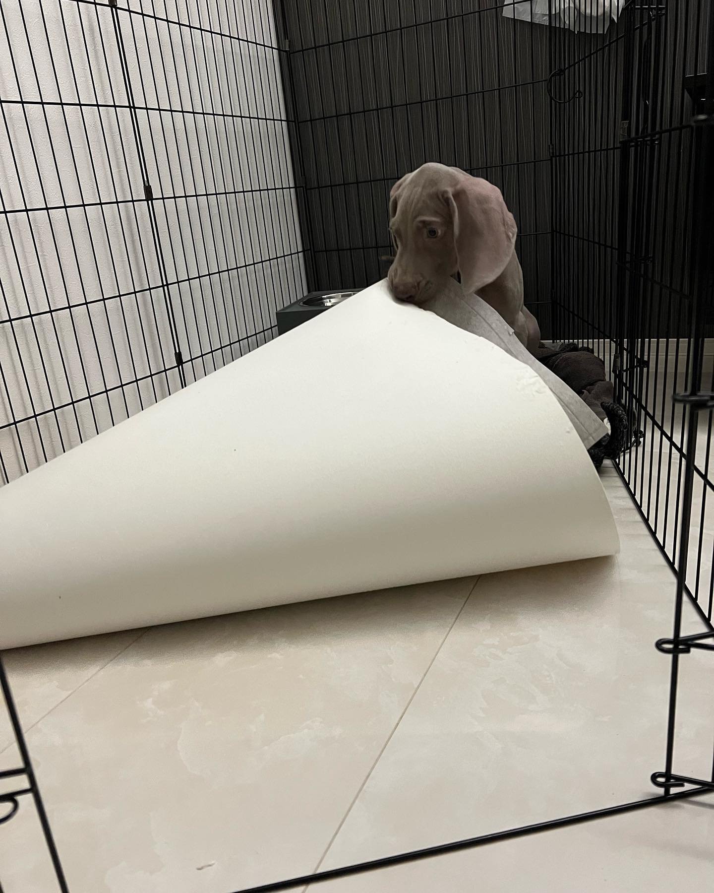 Leon Weimaraner puppy Female - photo 2