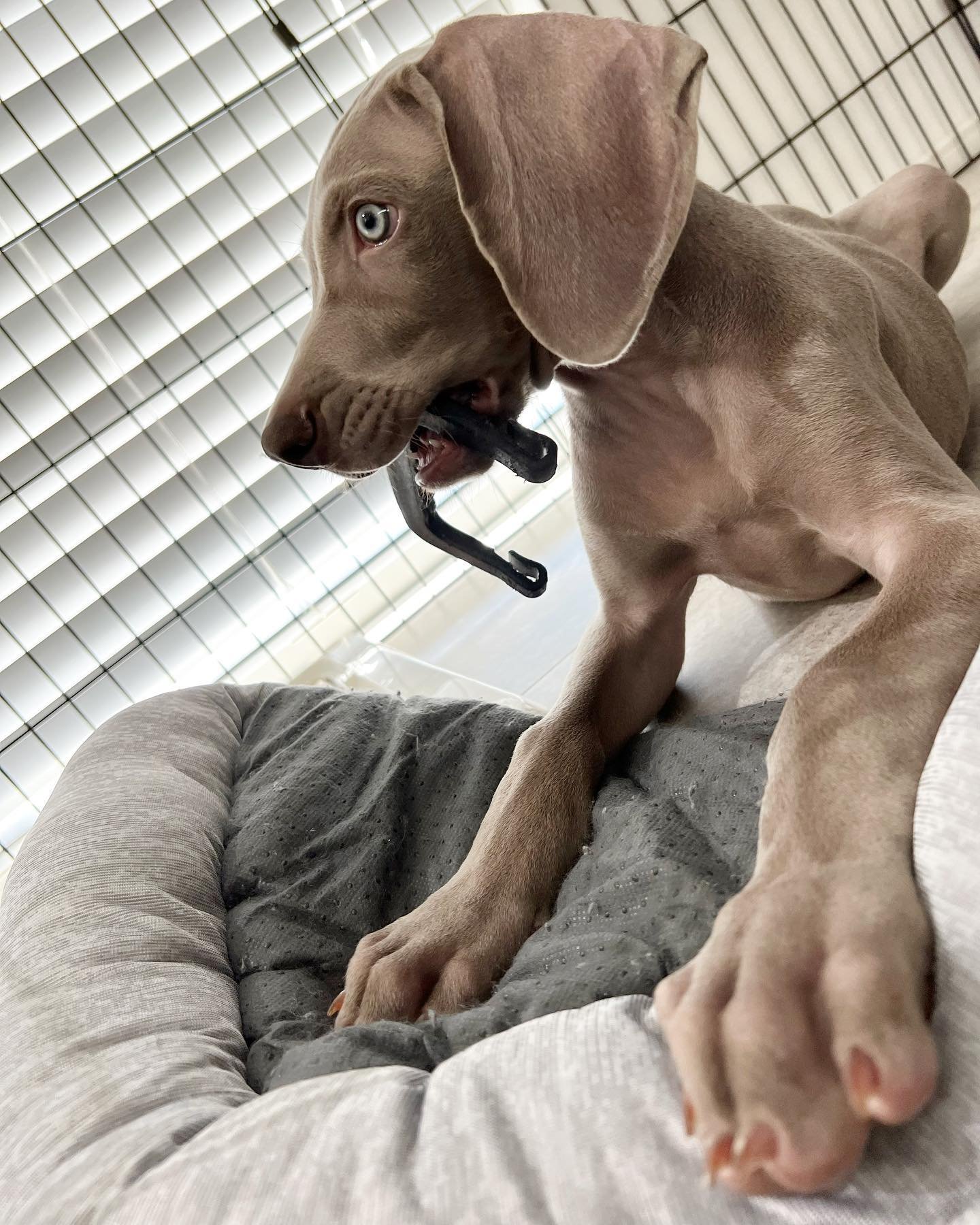 Leon Weimaraner puppy Female - photo 3