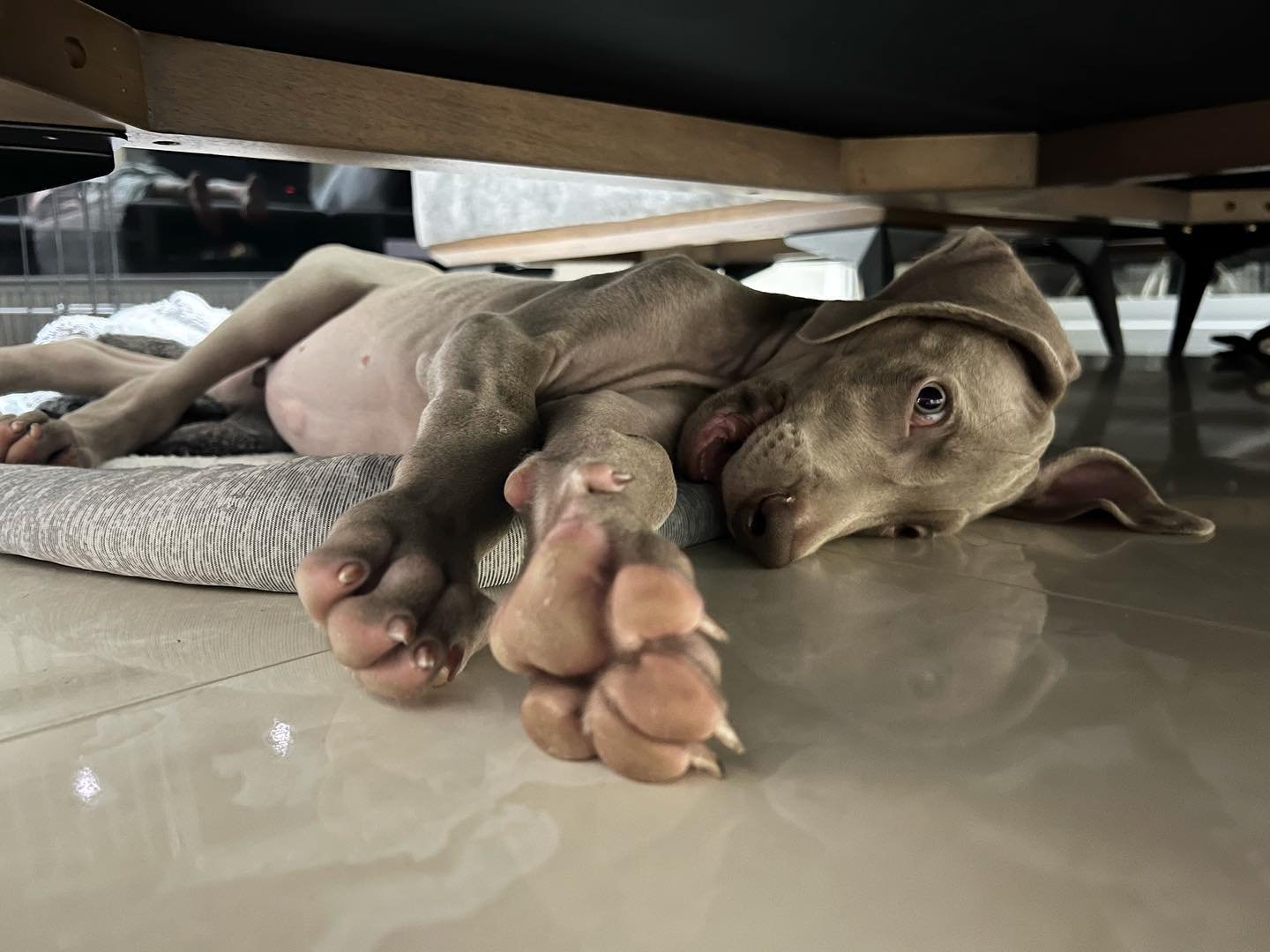 Leon Weimaraner puppy Female - photo 4