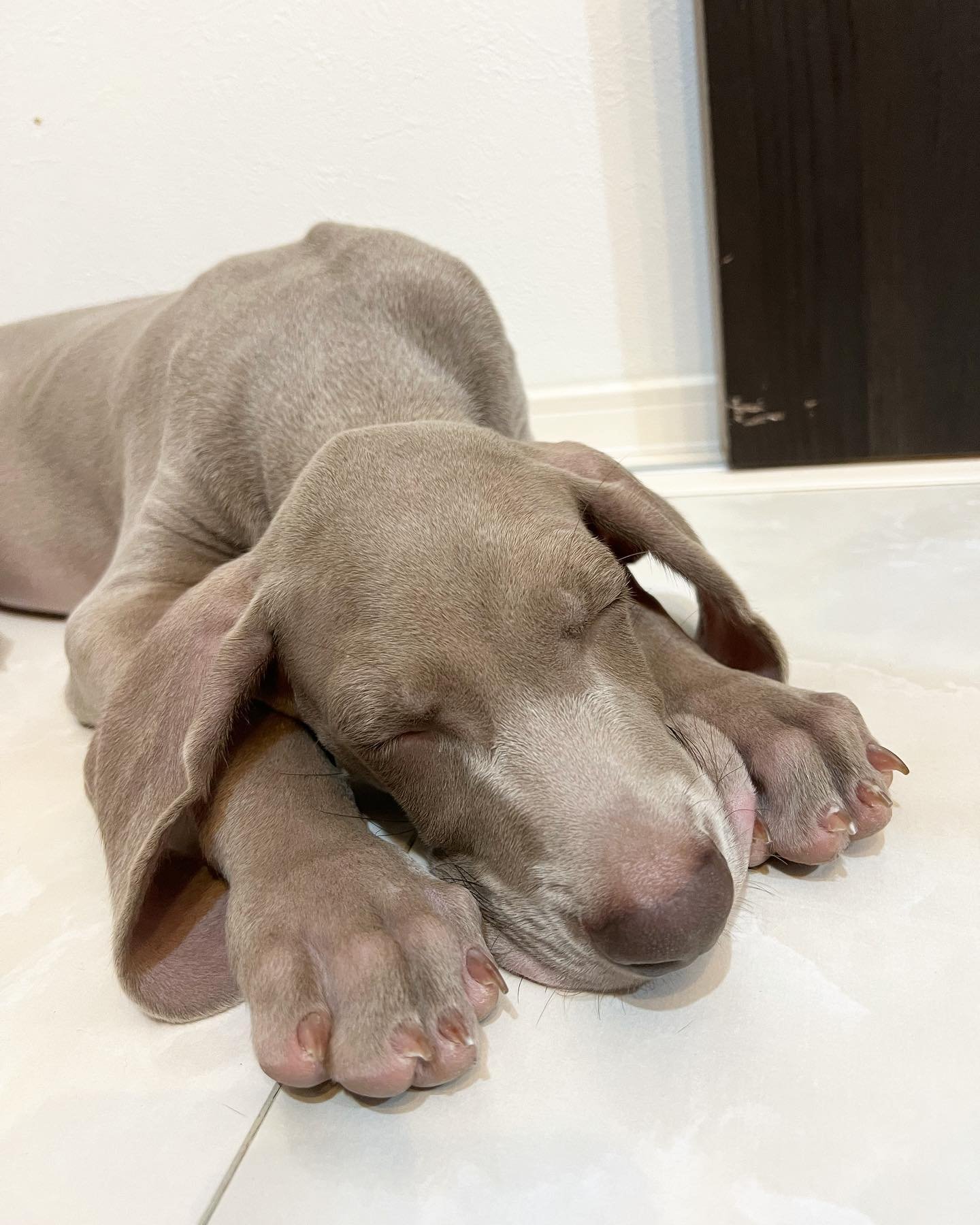 Leon Weimaraner puppy Female - photo 5