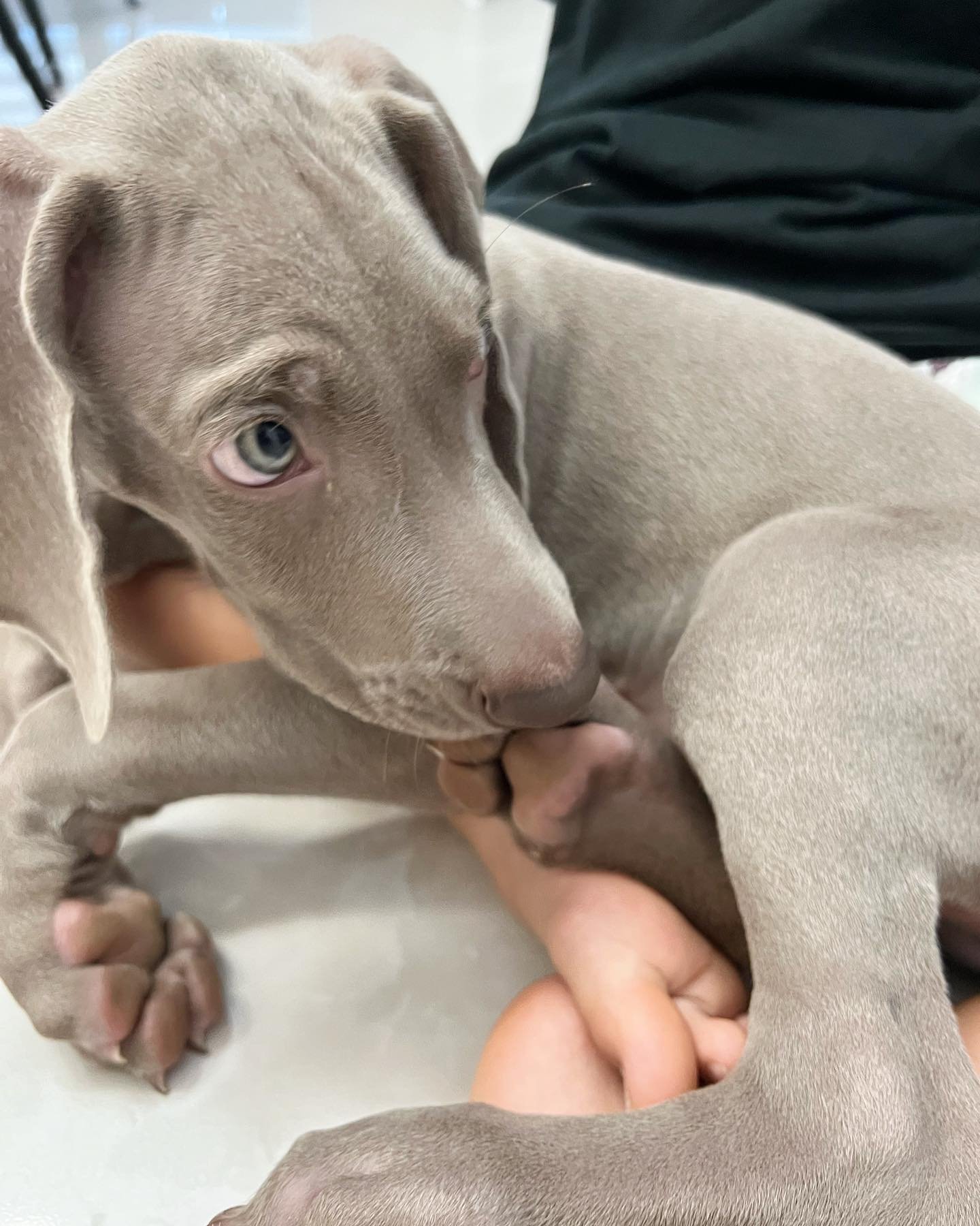 Leon Weimaraner puppy Female - photo 6