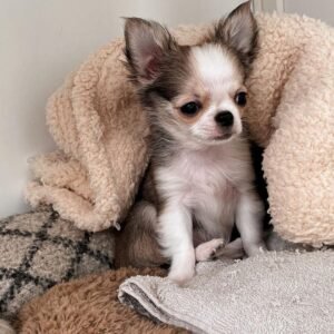 Lily Chihuahua puppy Female - photo 1