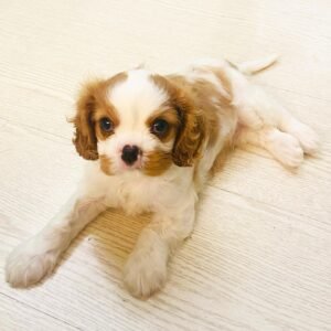 Loopy Cavalier King Charles Spaniel puppy Female - photo 1