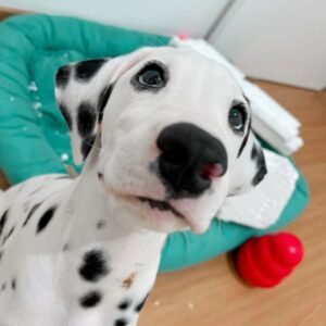 Lua Dalmatian puppy Female - photo 1