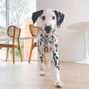 Orca Dalmatian puppy Female - photo 1