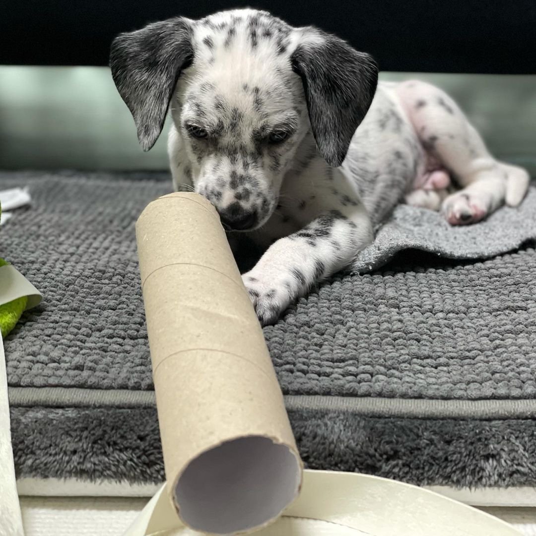Orca Dalmatian puppy Female - photo 2
