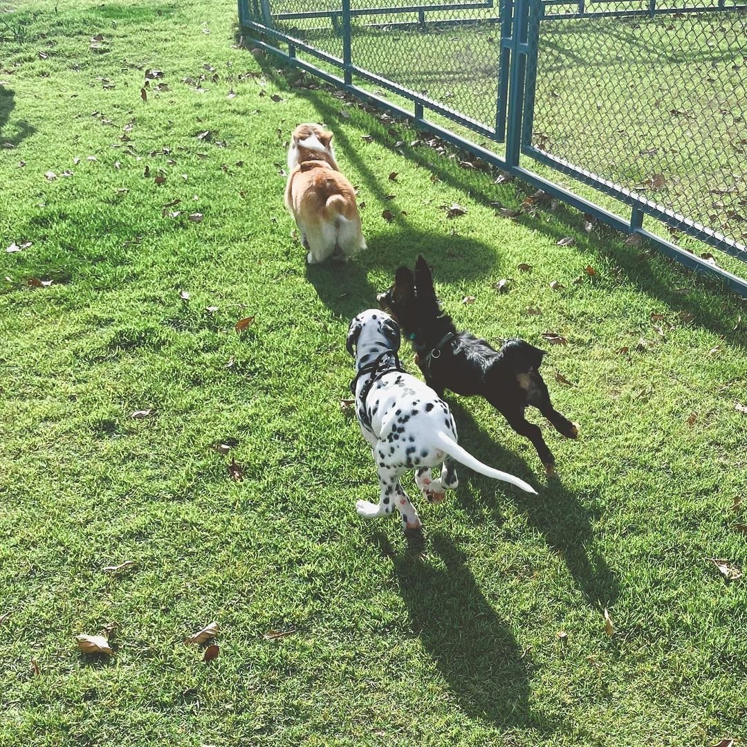 Orca Dalmatian puppy Female - photo 3