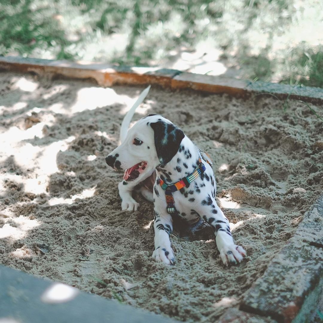 Orca Dalmatian puppy Female - photo 5